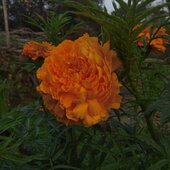 Singhut