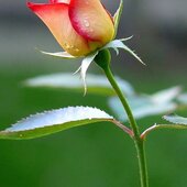 Suman Mahato