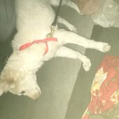 Akash424040