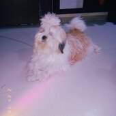 Rockyroc