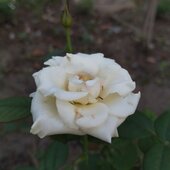 Julias Aktar