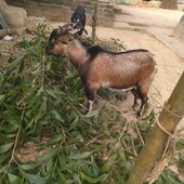 Mdshuvo1299999