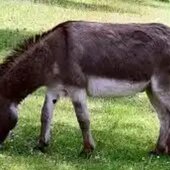 Lundmadarchod