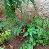 Chandru10
