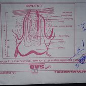 Myrenbabu