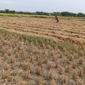 Jyotirmay
