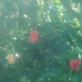 Asaton