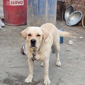 Guri bai