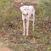 Thiruvila