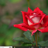Riaz
