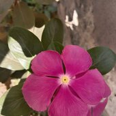 Vasu7