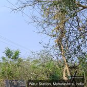 tipu ji