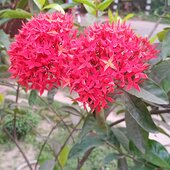 Deepmondal
