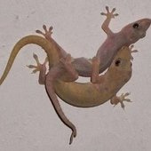 Romeopapa