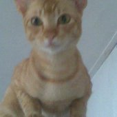 osine