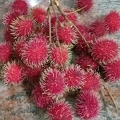 malathy