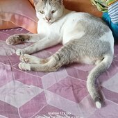 raja0987