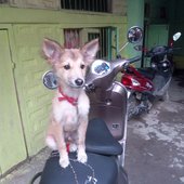 Saskey