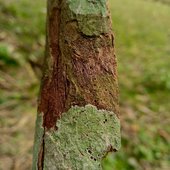 Maderchod