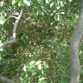 Chandrapal