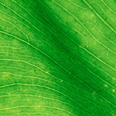 subhas kumar