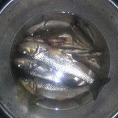 Samratbr12