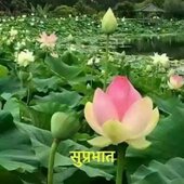 Raj789878