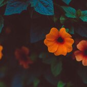 Rohina