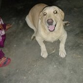 Chodu1986