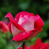 Sree_subham