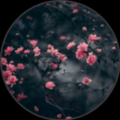 xuqeka