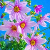 Biwajit