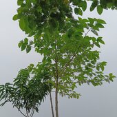 Ensifa