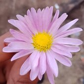 Sura vai